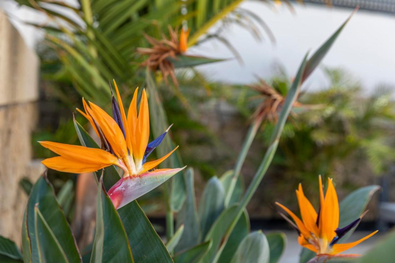 Medano4You The Strelitzia Terrace El Medano  Ngoại thất bức ảnh